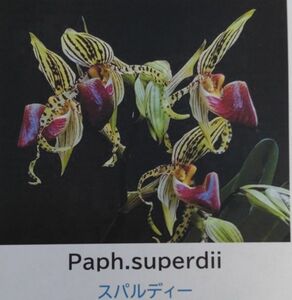 【北軽ガーデン】＊パフィオ＊Paph.supardii＊原種＊ポリアンサ系＊スパルディー＊稀少＊ボルネオ島原産＊