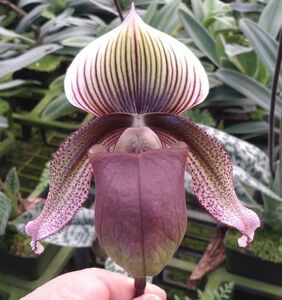 【北軽ガーデン】＊パフィオ＊Paph.superbiens `Giantstep`＊原種＊シグマト系＊スパービエンス＊優秀個体＊極上の班＊スマトラ島原産＊