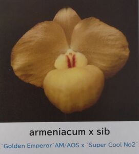 【北軽ガーデン】＊パフィオ＊Paph.armeniacum x sib＊原種＊パービ系＊アルメニアカム＊人気種＊優秀交配＊雲南省原産＊