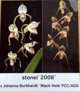 【北軽ガーデン】＊パフィオ＊Paph.stonei x Johanna Burkhardt＊多花性最新交配種＊優秀個配＊親がFCC＊花芽付き＊