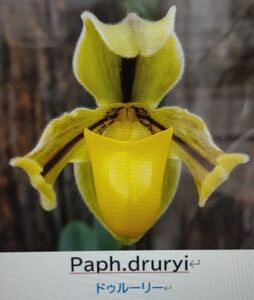 【北軽ガーデン】＊パフィオ＊Paph.druryi＊原種＊パフィオペディラム系＊ドゥルーリー＊インド南部原産＊