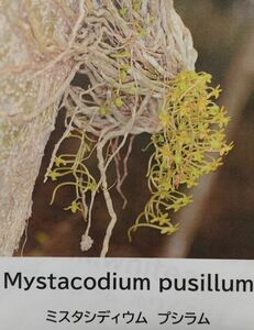 【北軽ガーデン】＊熱帯植物＊Mystacidium pusillum＊洋ラン原種＊ミスタシディウム　プシラム＊稀少なアフリカの無葉蘭＊南アフリカ原産＊