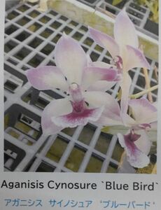 【北軽ガーデン】＊熱帯植物＊Aganisis Cynosure ‘Blue Bird'＊洋ラン＊美しいブルーの花＊芳香性品種＊蕾付き＊