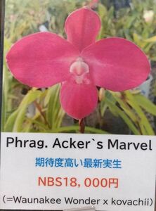 【北軽ガーデン】＊熱帯植物＊Phrag.Acker`s Marvel＊フラグミ最新交配種＊コバチー交配＊美しいコーラルピンクの大輪花＊