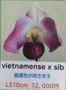 【北軽ガーデン】＊パフィオ＊Paph.vietnamense x sib＊原種＊パービ系＊ベトナメンセ＊ハワイの優秀実生＊濃色系統＊ベトナム原産＊