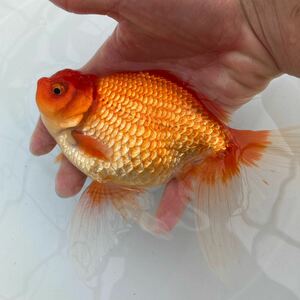 【日本オランダ獅子頭 明け2歳 素赤 約15cm】○ビートファーム○ 金魚、獅子頭 、オランダ 、鑑賞魚