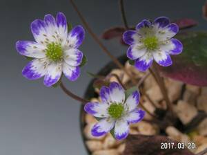 ■山野草■　　雪割草　標準花　「妻紫」（原種）