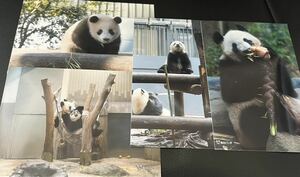 シャンシャン シンシン 毎日パンダさん写真セット 上野動物園 パンダ ブロマイド ③