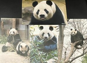 シャンシャン シンシン 毎日パンダさん写真セット 上野動物園 パンダ ブロマイド ①