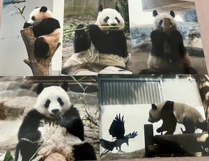 シャンシャン シンシン 毎日パンダさん写真セット 上野動物園 パンダ ブロマイド ⑨