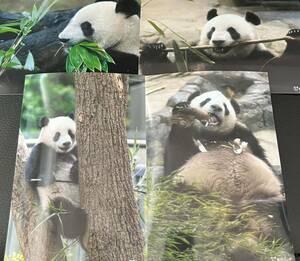 シャンシャン シンシン 毎日パンダさん写真セット 上野動物園 パンダ ブロマイド 