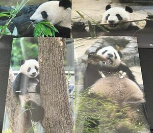 シャンシャン シンシン 毎日パンダさん写真セット 上野動物園 パンダ ブロマイド 