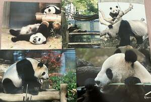 シャンシャン シンシン 毎日パンダさん写真セット 上野動物園 パンダ ブロマイド ⑦