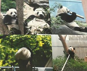 シャンシャン シンシン 毎日パンダさん写真セット 上野動物園 パンダ ブロマイド ⑭