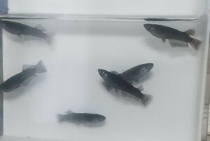 北辻ブラックダイヤ　ヒレロング　ワイドフィン　稚魚20匹+α