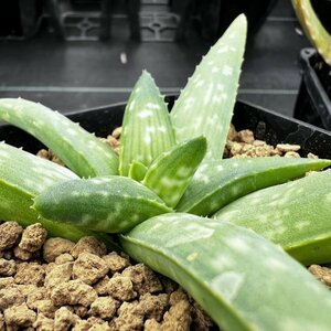 ● Aloe ellenbeckii ●アロエ エレンベッキー　抜き苗発送　多肉植物　サボテン
