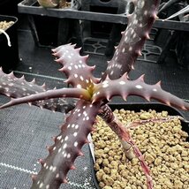 ● Aloe varimaculata ●アロエ バリマクラータ　抜き苗発送　多肉植物　サボテン_画像1