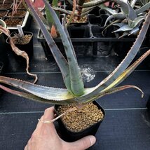 ● Aloe teissieri 実生 ●アロエ ティッシェリ 実生　抜き苗発送　マダガスカル　多肉植物　サボテン_画像2