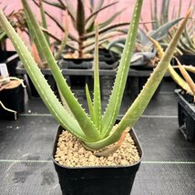 ● Aloe compressa x albostriata 実生 ●アロエ コンプレッサ x アルボストリアタ　実生　抜き苗発送　マダガスカル　多肉植物　サボテン_画像1