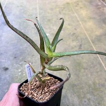● Aloe bruynsii ● アロエ ブルインシー　抜き苗発送　マダガスカル　多肉植物　サボテン_画像3