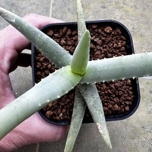 ● Aloe cremnophila ●アロエ　クレムノフィラ　抜き苗発送　多肉植物　サボテン