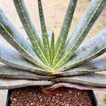 ● Aloe rugosquamosa 実生 ●アロエ ルゴスクアモサ　実生大株　マダガスカル 抜き苗発送　多肉植物　サボテン_画像1