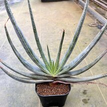 ● Aloe rugosquamosa 実生 ●アロエ ルゴスクアモサ　実生大株　マダガスカル 抜き苗発送　多肉植物　サボテン_画像2