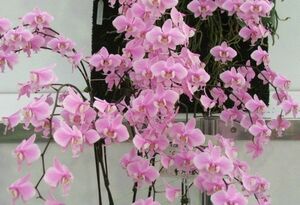 HIF洋蘭 61 hal. schilleriana (自然種) 花芽２本着