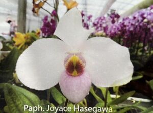 HIF洋蘭 135 Paph. Joyce Hasegawa