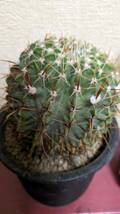 Parodia (Syn. Notocactus)buiningii　和名　白獅子丸(赤刺タイプ)_画像4