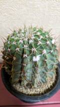 Parodia (Syn. Notocactus)buiningii　和名　白獅子丸(赤刺タイプ)_画像6