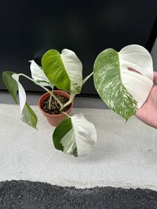 YC_215 特麗白斑入り モンステラ ボルシギアナ ホワイトタイガー　Varigated Monstera Borsigana white tiger