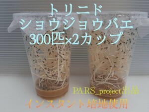 (600匹 条件付死着補償有) トリニド ショウジョウバエ 300匹×2カップ (餌用ショウジョウバエ)