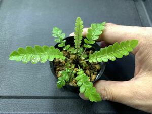 Blechnum obtusatum var. obtusatum ブレクナム オブツサタム KSB便胞子増殖株　熱帯植物　シダ植物