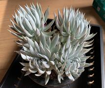 多肉植物 Dudleya nubigena ダドレア　ヌビゲナ　群生大株_画像1