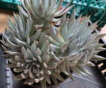 多肉植物 Dudleya nubigena ダドレア　ヌビゲナ　群生大株_画像7