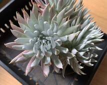 多肉植物 Dudleya nubigena ダドレア　ヌビゲナ　群生大株_画像6