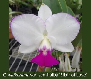 (^。 ^)(631) C.walkeriana semi-alba x sib ('Elixir of Love' x ‘Madow Model')