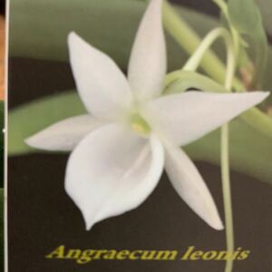 (^。 ^)(326)洋蘭原種, Angraecum leonis ,花芽あり