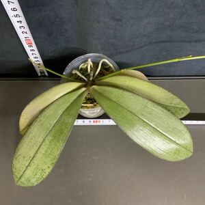 (^。 ^)(502)新発売,Phal. Bronze Maiden '3048'(Silver Leaf),花芽あり