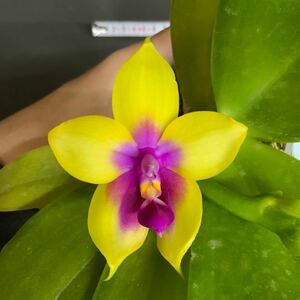 (^。 ^)(503) Phal. Miki Mok Choi Bear Queen '721'