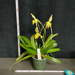 (^。 ^)(602)Paph. philippinense fma. aureum ‘Sweet Sugar’