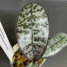 (^。^),洋蘭原種,(635),胡蝶蘭,Phal.schileriana ‘Pink Butterfly’AM/AOS,アメリカの入賞花のメリクロン,_画像5