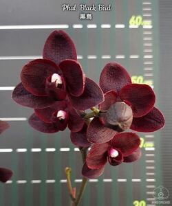 (^。 ^)(359) 新商品,Phal. Black Bird HCC/OIOS,花芽あり