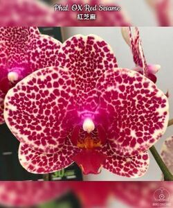 (^。 ^)(373)洋蘭, Phal. OX Red Sesame,花芽あり