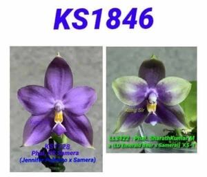 (^。 ^)(645) 新入荷,Phal. KS Samera 'KS1728-7' x Phal. Lioulin Blue Alice 'KS-1',花芽あり