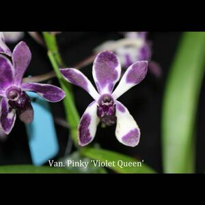 (^。 ^)(608)Van. Pinky 'Violet Queen'