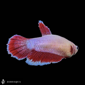 [ animation ] female betta (b8555) Thai production tropical fish pra cut white red 