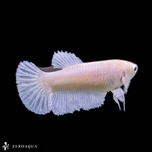 【動画】 メス ベタ (b8610) タイ産 熱帯魚 プラカット ホワイト