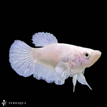 【動画】 メス ベタ (b8617) タイ産 熱帯魚 プラカット ホワイト_画像3
